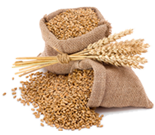 Store Boncellensis Secullant